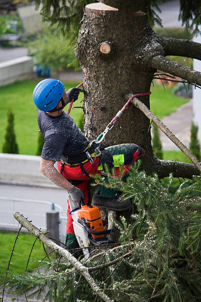 Best Firewood Processing and Delivery  in Arkwright, SC