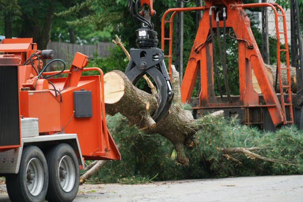 Best Tree Risk Assessment  in Arkwright, SC