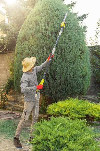 Best Tree Trimming and Pruning  in Arkwright, SC